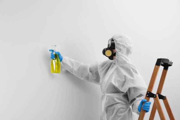  Lake Shore, MN Mold Removal Services Pros